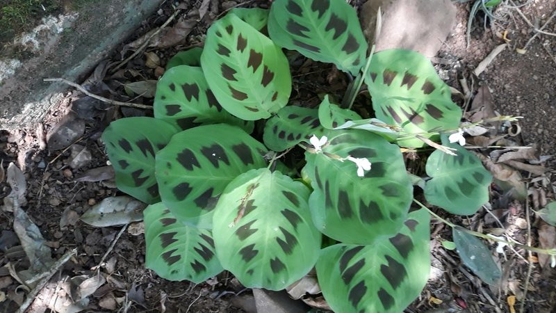 Maranta leuconeura, photographed by Edson Luis Fabro Gasperin