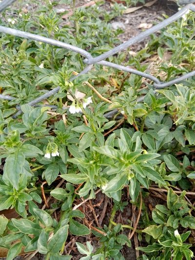 Solanum palitans, photographed by Alfredo F. Fuentes Claros