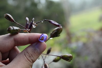Excremis coarctata, photographed by Andrés Ramírez-Barrera