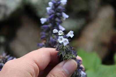 Lepechinia salviifolia, photographed by Andrés Ramírez-Barrera