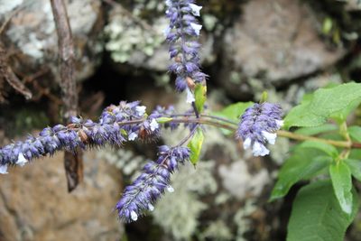 Lepechinia salviifolia, photographed by Andrés Ramírez-Barrera