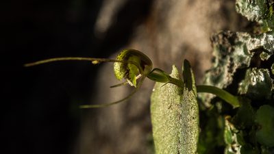 Corybas rivularis, photographed by Cara-Lisa Schloots