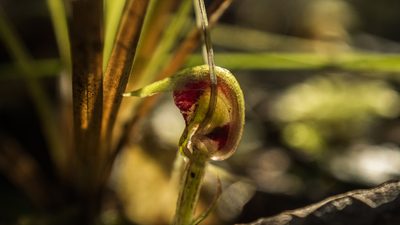 Corybas rivularis, photographed by Cara-Lisa Schloots