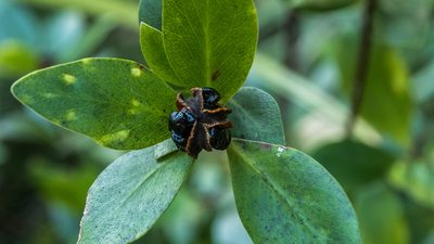 Pittosporum cornifolium, photographed by Cara-Lisa Schloots