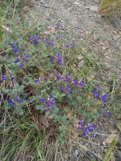 Dalea boliviana, photographed by Alfredo F. Fuentes Claros