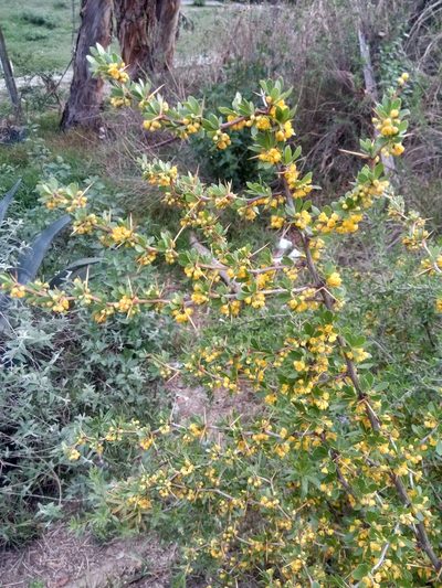Berberis boliviana, photographed by Alfredo F. Fuentes Claros