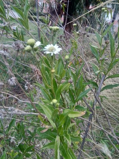 Verbesina boliviana, photographed by Alfredo F. Fuentes Claros