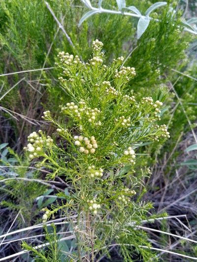 Baccharis boliviensis, photographed by Alfredo F. Fuentes Claros