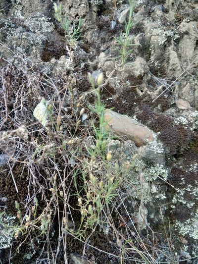 Spergularia pazensis, photographed by Alfredo F. Fuentes Claros