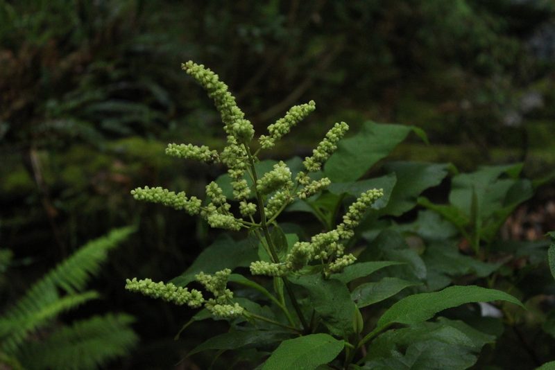 Lepechinia bullata, photographed by Andrés Ramírez-Barrera