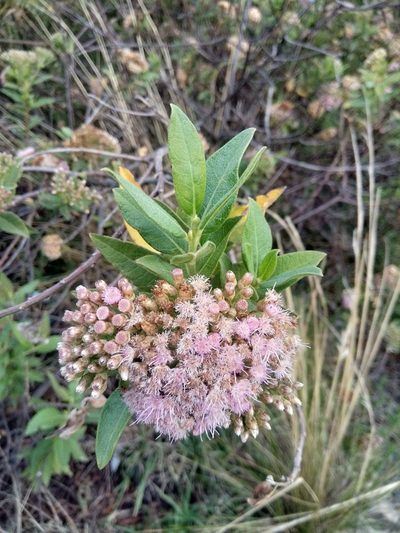 Tessaria fastigiata, photographed by Alfredo F. Fuentes Claros