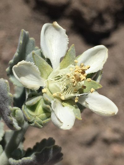 Prosa fruticosa, photographed by Matt Berger