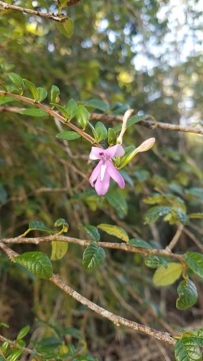 Oplonia spinosa, photographed by Yolanda M. Leon