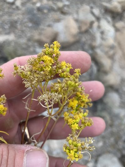 Sartwellia flaveriae, photographed by CK2AZ