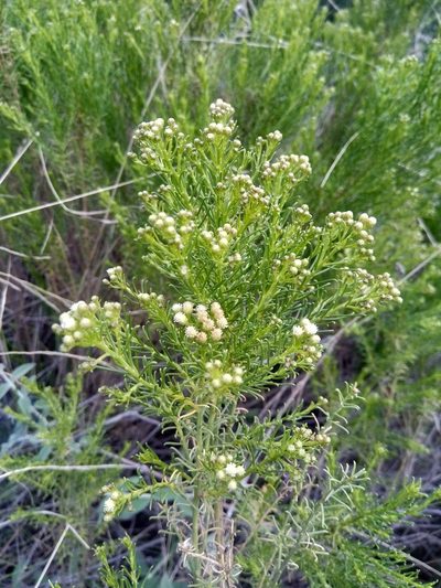 Baccharis boliviensis, photographed by Alfredo F. Fuentes Claros