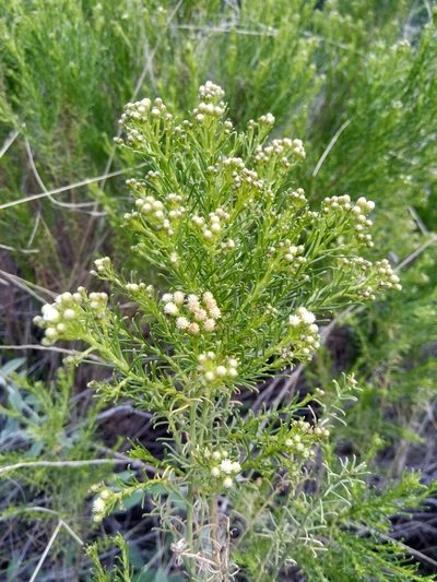 Baccharis boliviensis, photographed by Alfredo F. Fuentes Claros