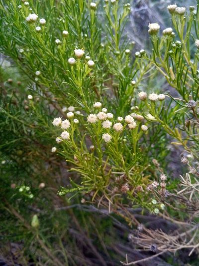 Baccharis boliviensis, photographed by Alfredo F. Fuentes Claros
