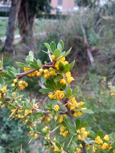 Berberis boliviana, photographed by Alfredo F. Fuentes Claros