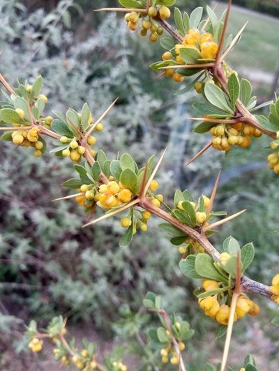 Berberis boliviana, photographed by Alfredo F. Fuentes Claros
