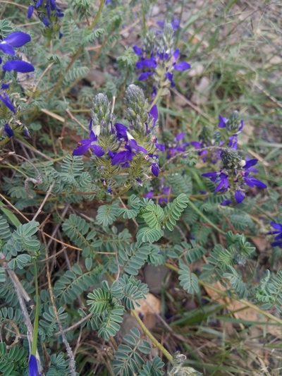 Dalea boliviana, photographed by Alfredo F. Fuentes Claros
