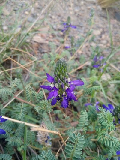 Dalea boliviana, photographed by Alfredo F. Fuentes Claros