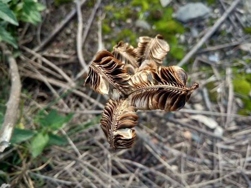 Pyrolirion boliviense, photographed by Alfredo F. Fuentes Claros