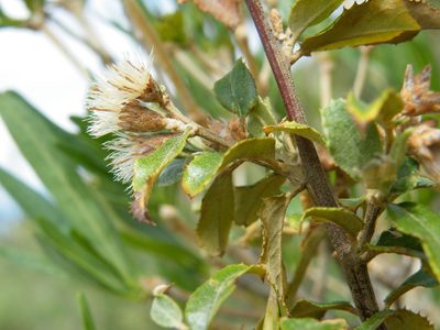 Brachylaena ilicifolia, photographed by Antoinette Eyssell Knox