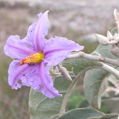 Solanum lycocarpum, photographed by Ronald Péret