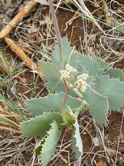 Cyphostemma oleraceum, photographed by Antoinette Eyssell Knox