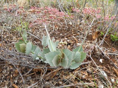 Cyphostemma oleraceum, photographed by Antoinette Eyssell Knox