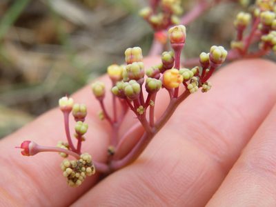 Cyphostemma oleraceum, photographed by Antoinette Eyssell Knox