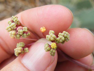 Cyphostemma oleraceum, photographed by Antoinette Eyssell Knox