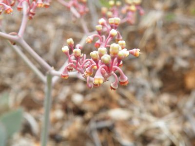 Cyphostemma oleraceum, photographed by Antoinette Eyssell Knox