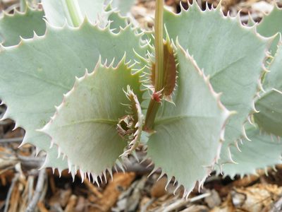 Cyphostemma oleraceum, photographed by Antoinette Eyssell Knox