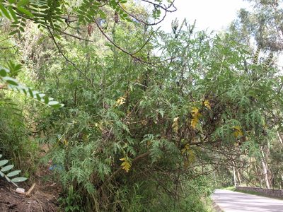 Ambrosia arborescens, photographed by Jim Morefield