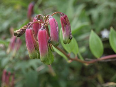 Bomarea edulis, photographed by Jim Morefield