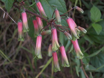 Bomarea edulis, photographed by Jim Morefield