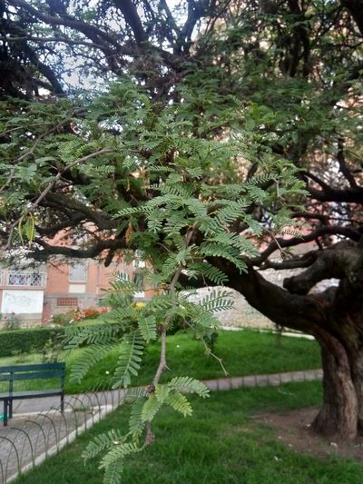 Neltuma andicola, photographed by Alfredo F. Fuentes Claros