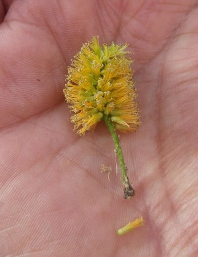 Neltuma andicola, photographed by Alfredo F. Fuentes Claros