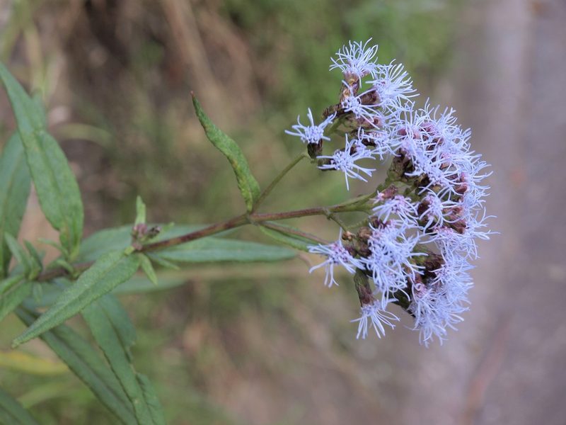 Aristeguietia discolor, photographed by Jim Morefield