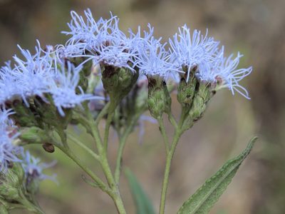 Aristeguietia discolor, photographed by Jim Morefield