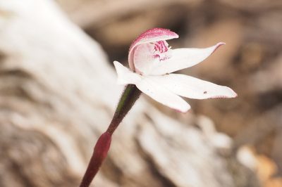 Caladenia alpina, photographed by Jesse de Vries