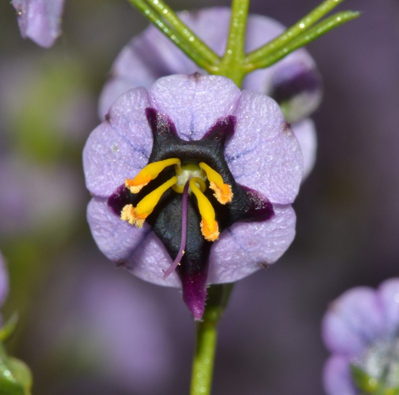 Cyanostegia microphylla, photographed by T. Hammer