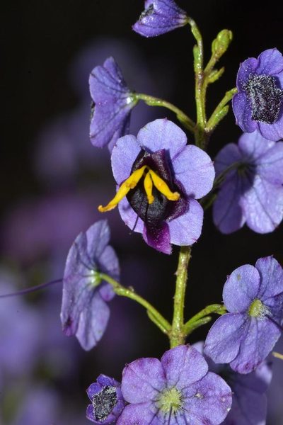 Cyanostegia microphylla, photographed by T. Hammer