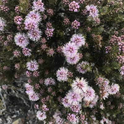 Melaleuca squamea, photographed by Jesse de Vries