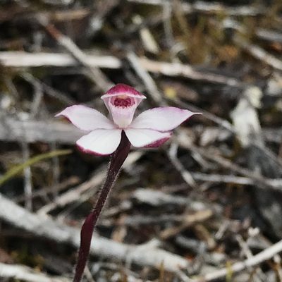 Caladenia alpina, photographed by Jesse de Vries