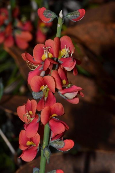 Sphaerolobium drummondii, photographed by T. Hammer