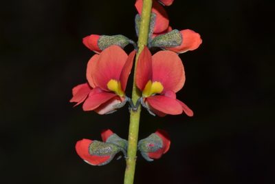 Sphaerolobium drummondii, photographed by T. Hammer
