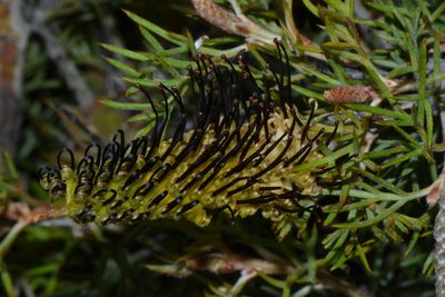 Grevillea armigera, photographed by T. Hammer