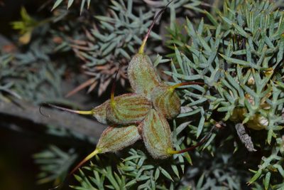 Grevillea armigera, photographed by T. Hammer